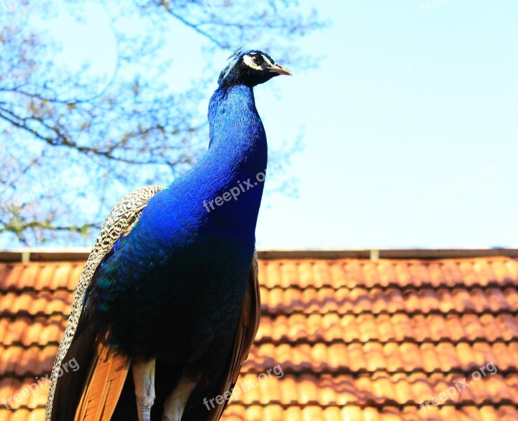 Peacock Colorful Feather Beautiful Bird