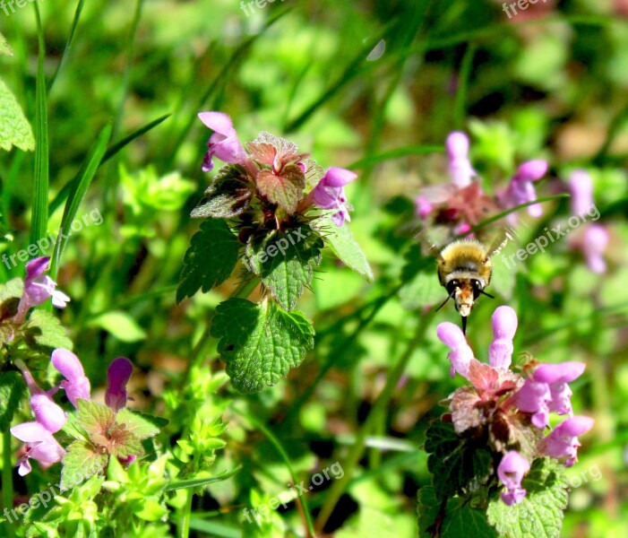 Bee Hummel Insect Bees Flower