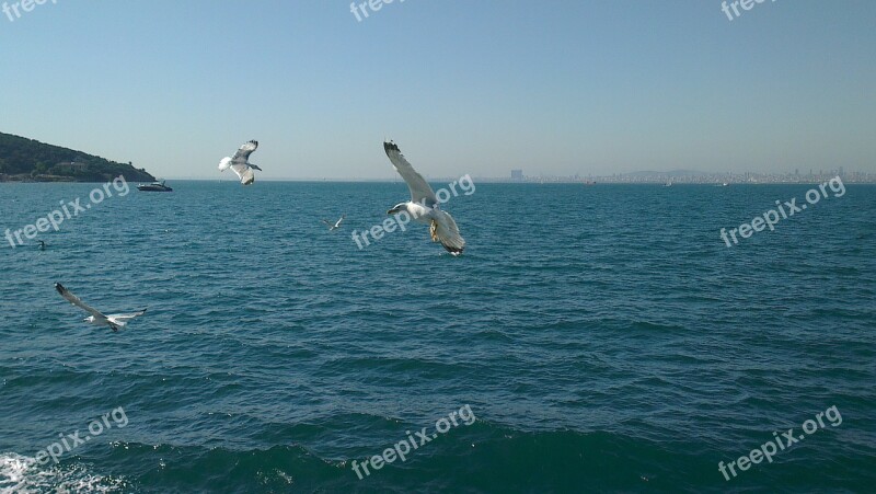 Turkey Istanbul Büyük Ada Gulls Wave