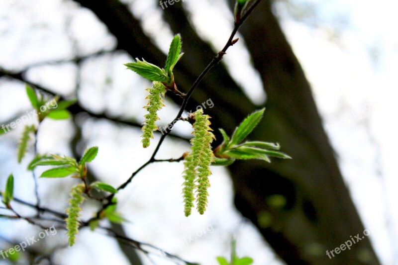 Bud Plant Flowers Sprouts Free Photos