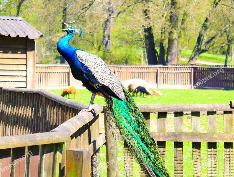 Peacock Birds Colorful Color Iridescent