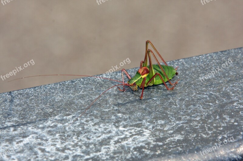 Insect Animal Grasshopper Nature Green