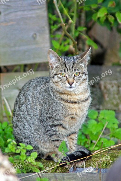 Cat Cat's Eyes Animals Green Grass