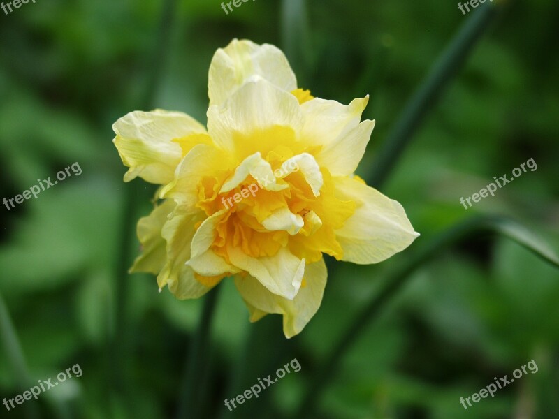 Daffodil Yellow Blossom Bloom Daffodils