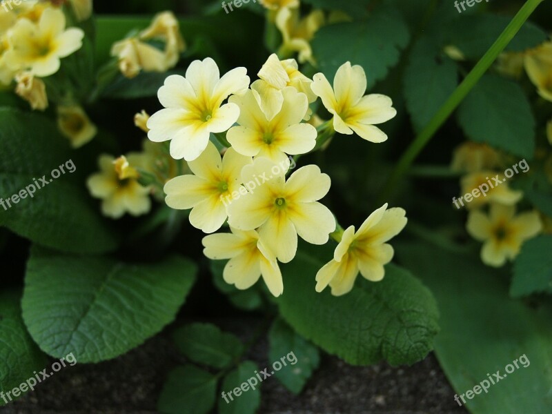 Cowslip Yellow Plant Bloom Garden