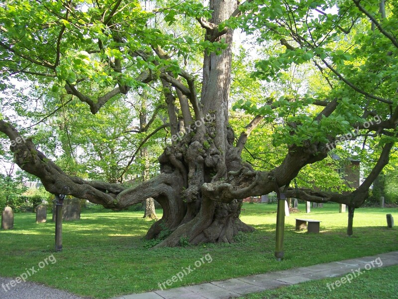 Tree Nature Log Trees Sleeping Trees