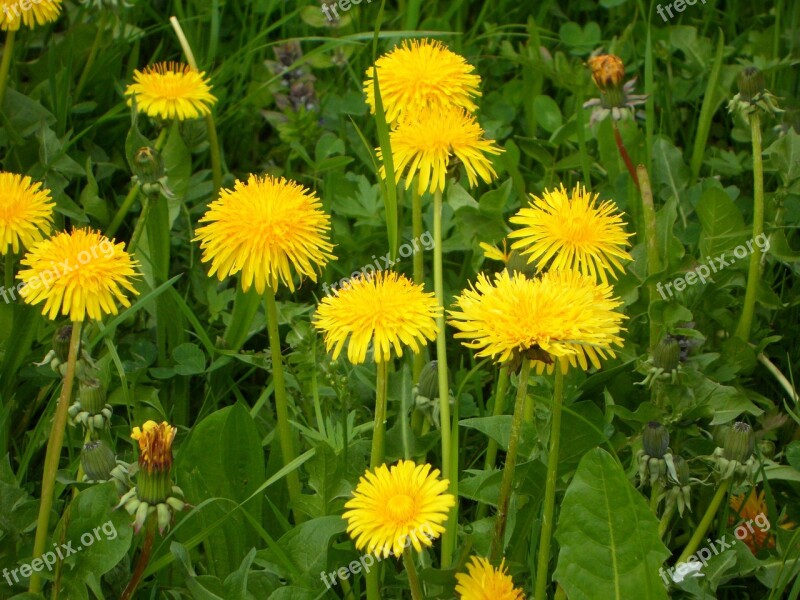 Dandelion Meadow Spring Flowers Yellow