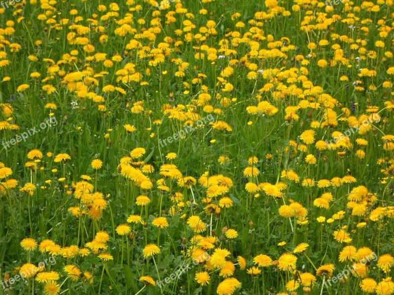 Dandelion Dandelion Meadow Nature Landscape Meadow