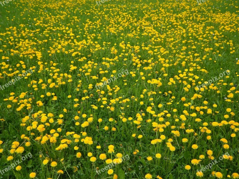 Spring Bloom Yellow Green Dandelion