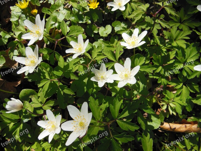 Forest Floor Spring Wood Anemone Anemone Nemorosa Flowers