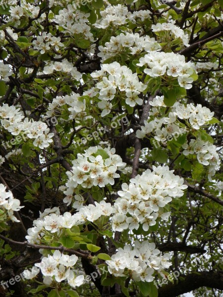 Cherry Cherry Blossom Bloom Cherry Tree Blossom