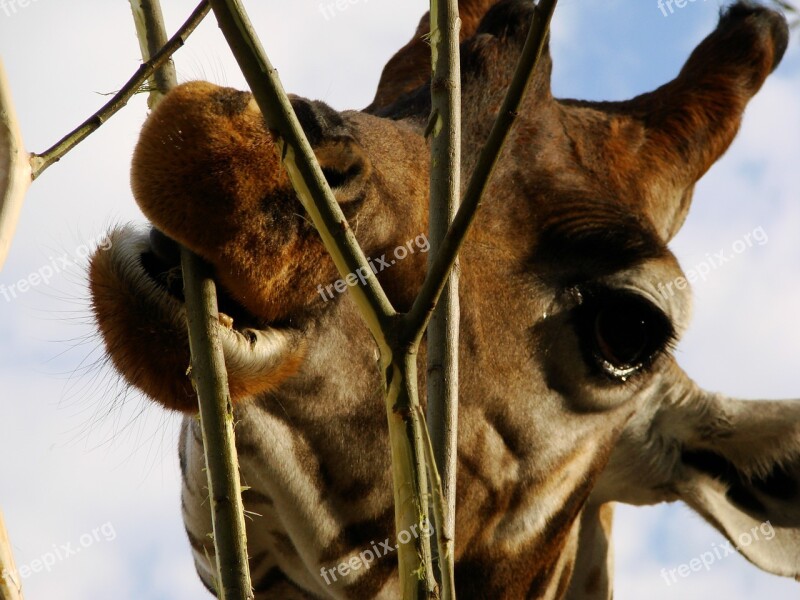 Giraffe Africa Eat Zoo Long Jibe