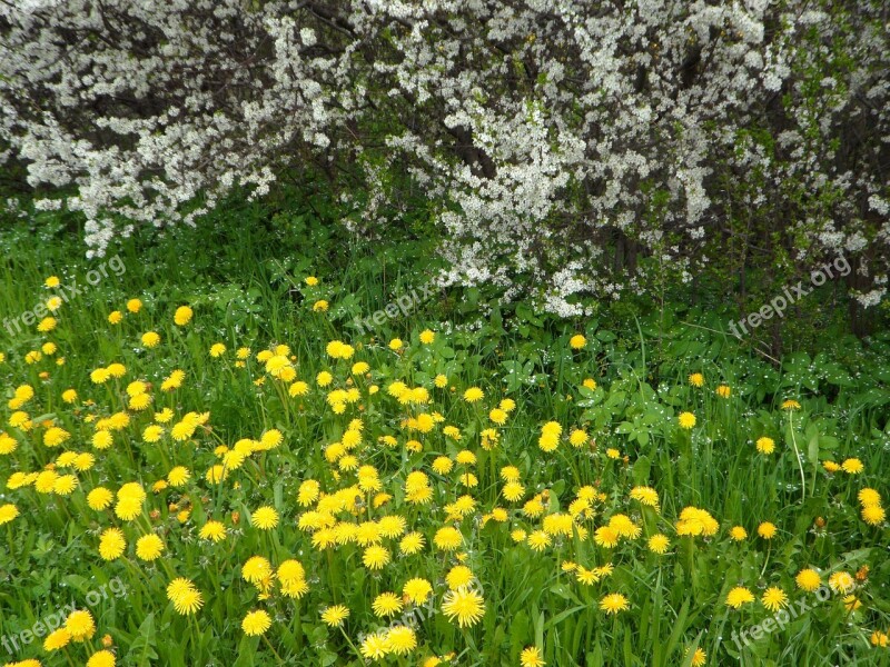 Flowers Blütenmeer Dandelion Yellow White