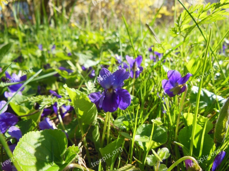 Spring Violets Sunny Weather Background Grass