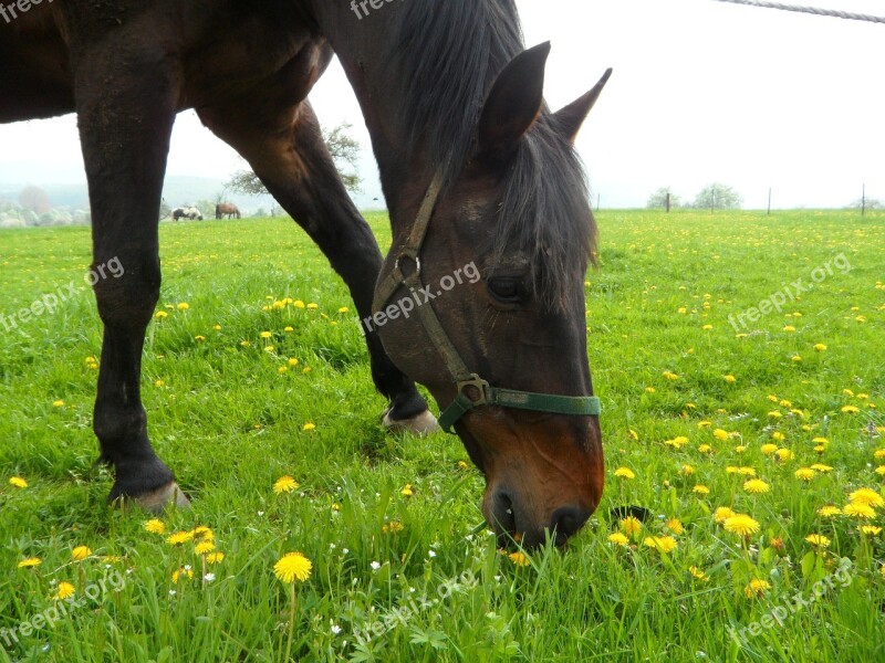 Horse Horse Head Graze Meadow Pasture