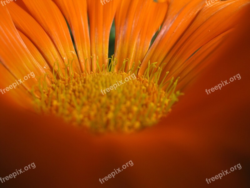 Macro Blossom Bloom Orange Spring