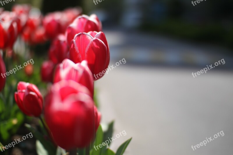 Tulip Flowers Spring Free Photos