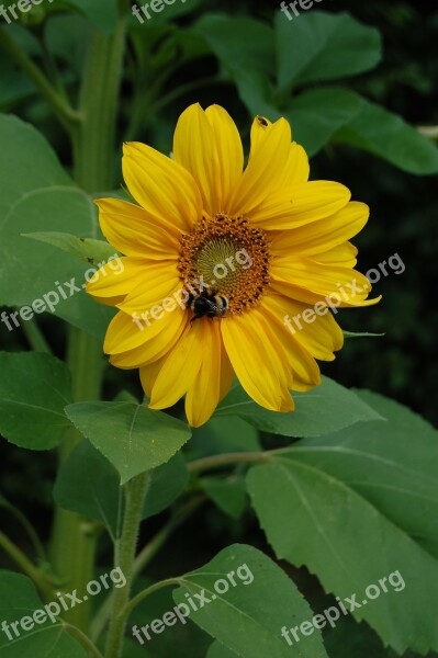 Bee Flower Sunflower Insects Free Photos