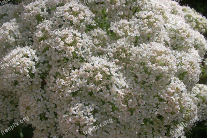 Beautiful Carrot Flowering Spring Time