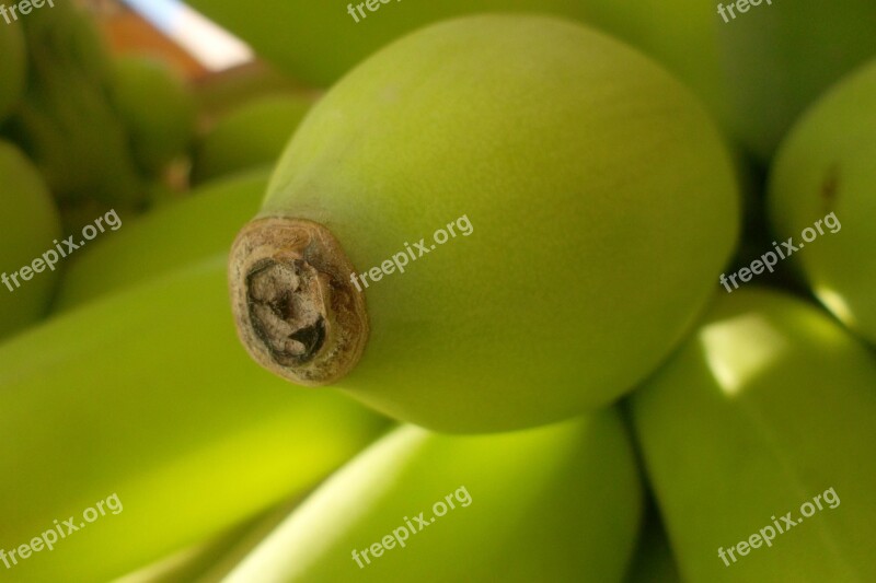 Green Bananas Tip Garden Banana