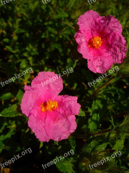 Cistus White Flowers Rosa Green Spring