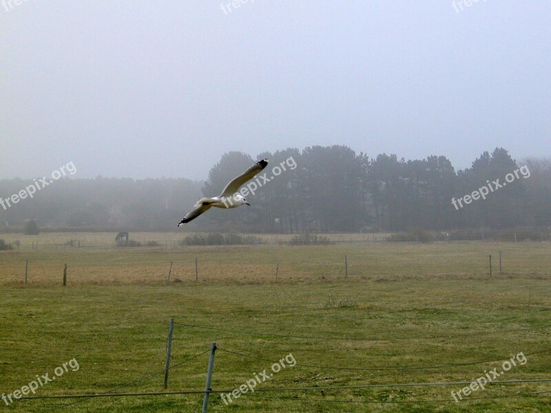 Seagull Bird Flying Animal Free Photos