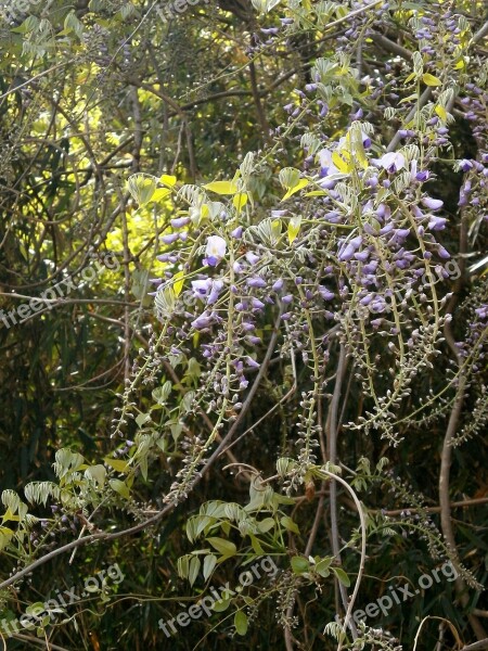 Wisteria Spring Flowers Woods Free Photos