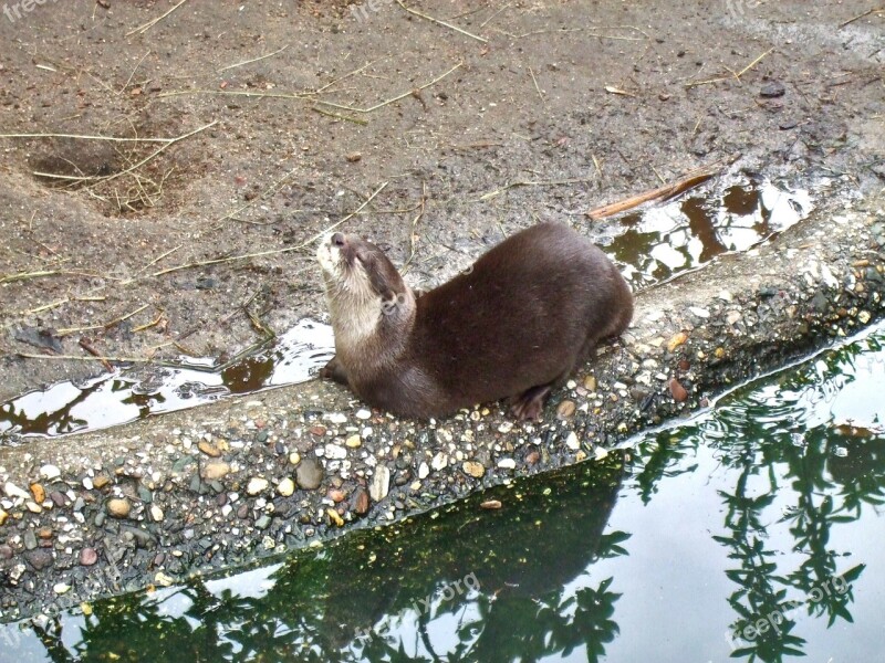 Clawed Otter Enjoy Zoo Taster Water