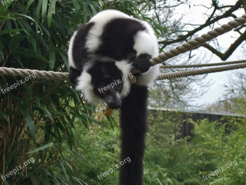 Vari Lemur Prosimian Zoo Nature