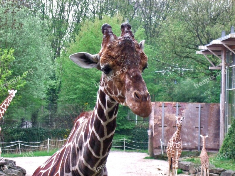 Giraffe Mammal Zoo Males Free Photos