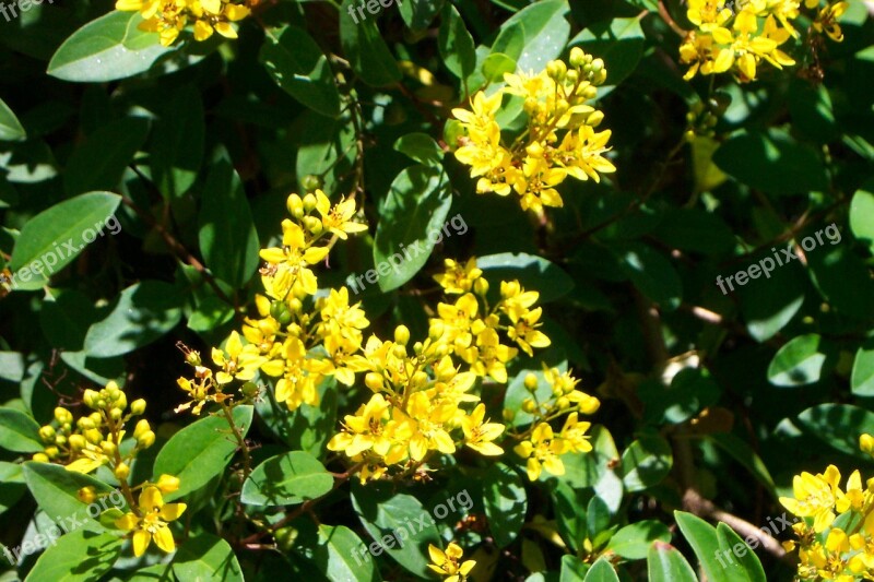 Yellow Flowers Bunch Bush Green