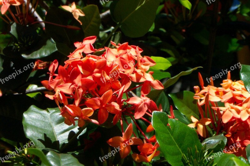 Red Flowers Bunch Bush Green