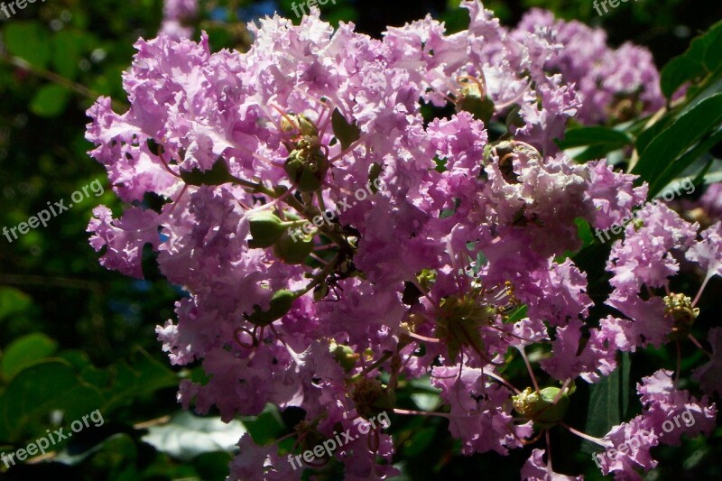 Purple Lilac Flowers Bunch Bush