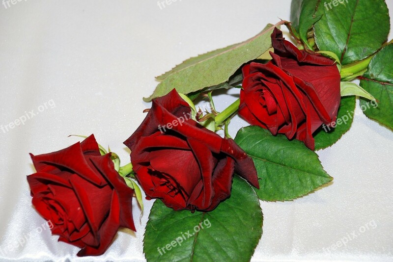 Red Rose Red Roses Flowers Flower