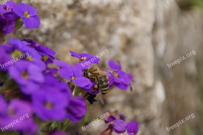 Prost Meal Spring Flowers Bee