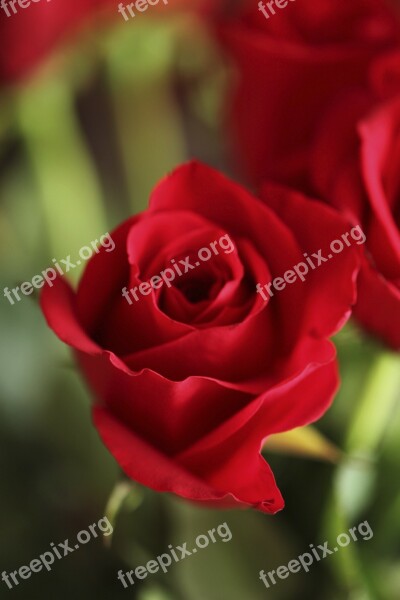 Rose Red Flower Red Roses Flowers