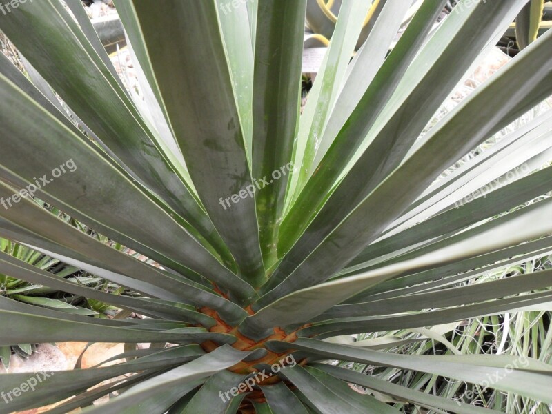 Cactus Plant Green Long Thin