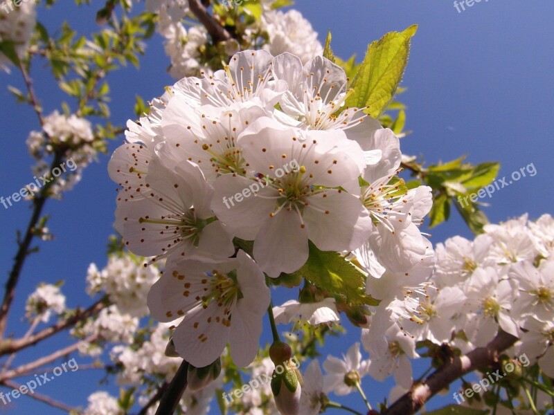 Cherry Blossom Flowers Spring Sunny Tender