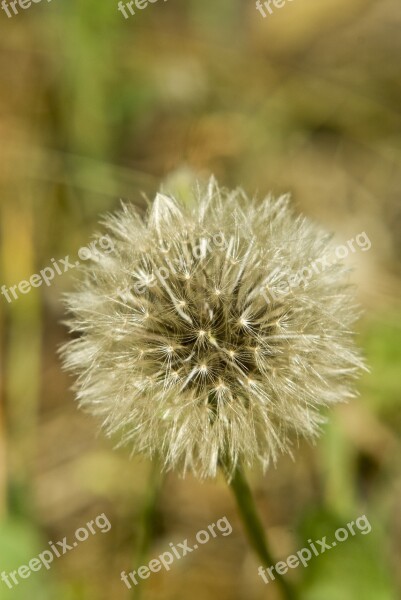 Flower Summer Flowers Wild Flower Flowers Free Photos