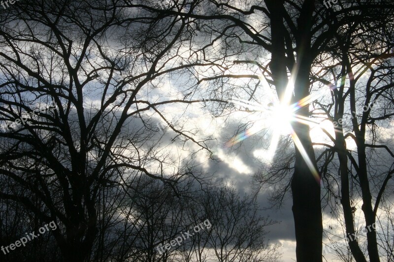 Sun Forest Tree Trees Backlighting