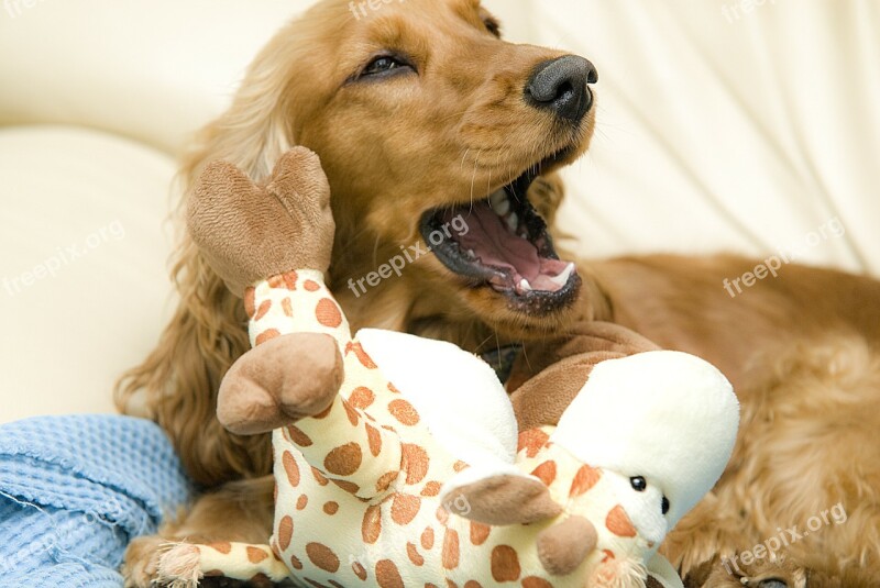 Cocker Spaniel Dog Yawn Animal Pet