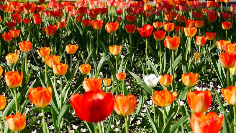 Spring Tulip Field Bloom Free Photos