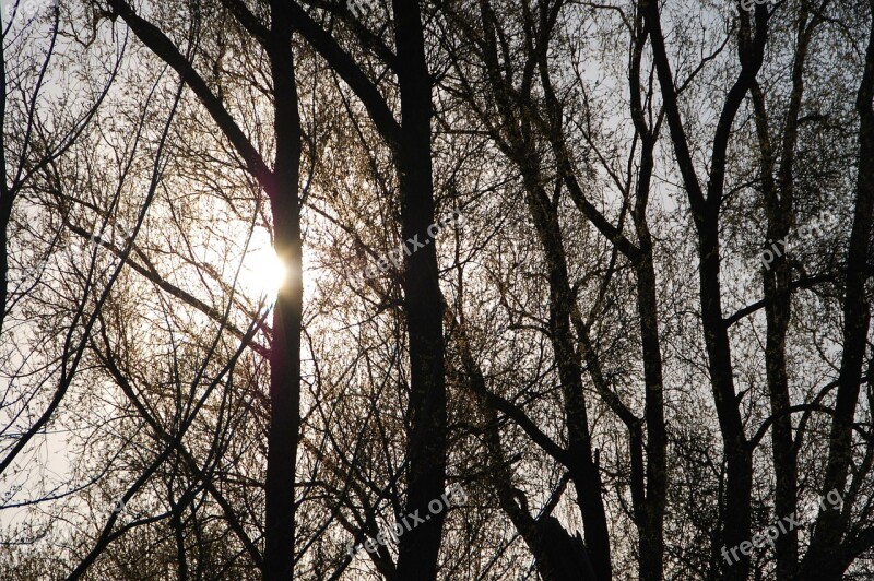 Nature Shadows Trees Light And Shade Free Photos