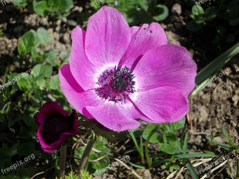 Anemone Pink Flower Garden Blossom