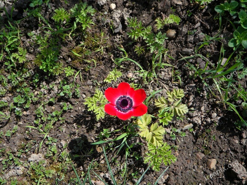 Anemone Lonely Red Flower Bloom