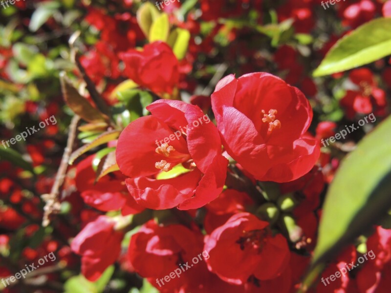 Blossom Bloom Round Red Garden