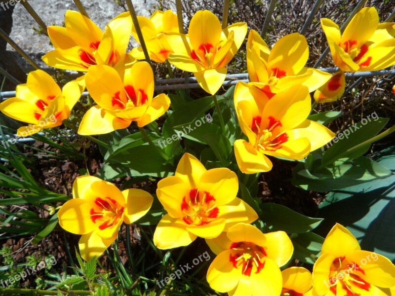 Tulips Blütenmeer Spring Yellow Flowers