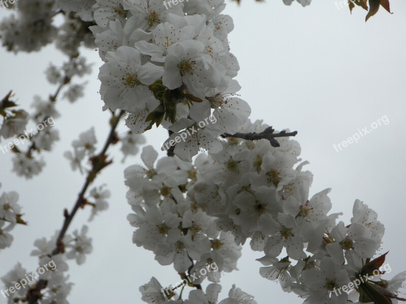 Tree Blossom Bloom Spring Blossom