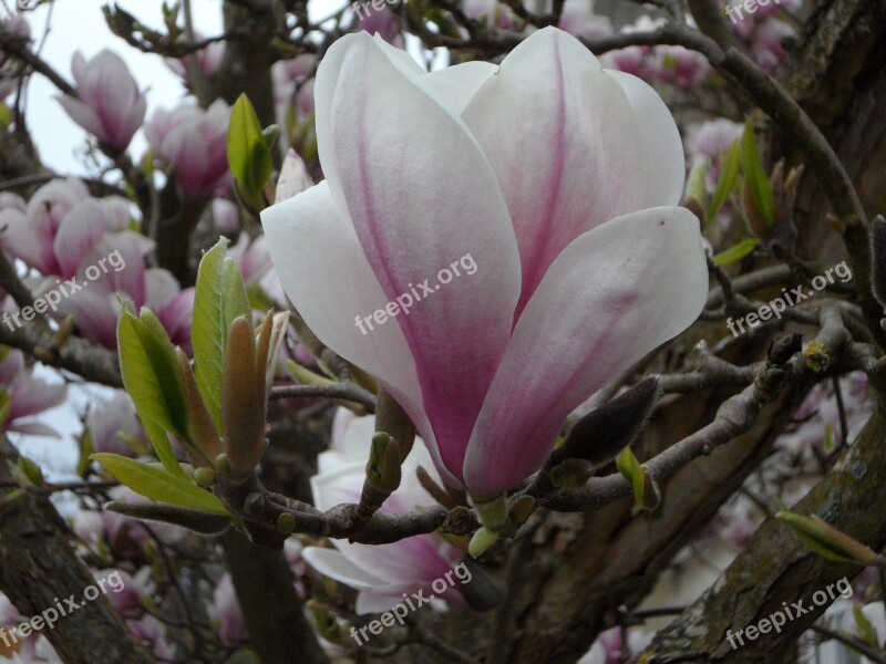 Close Up Blossom Bloom Magnolia Bloom