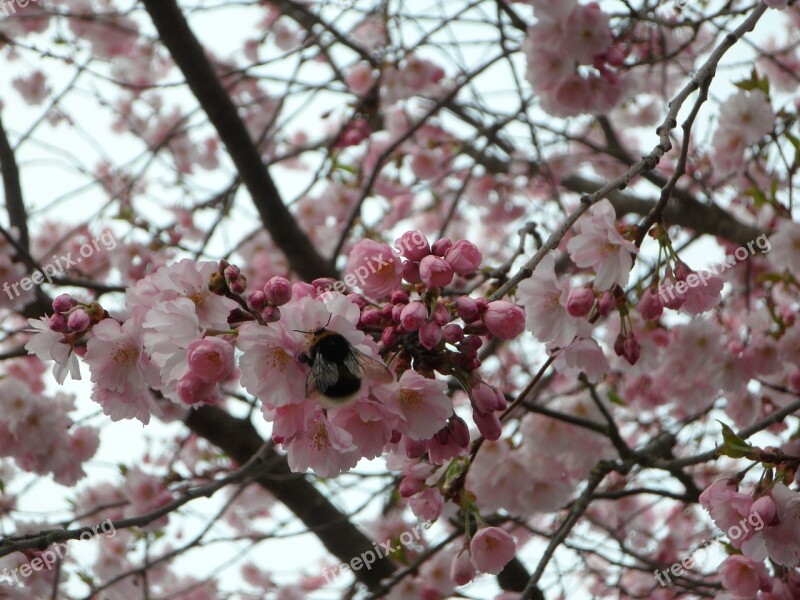 Hummel Sprinkle Ornamental Cherry Blossom Bloom